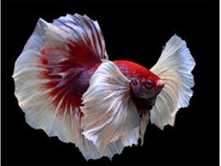 Cá nước ngọt nguồn thực phẩm quan trọng với nguy cơ tuyệt chủng